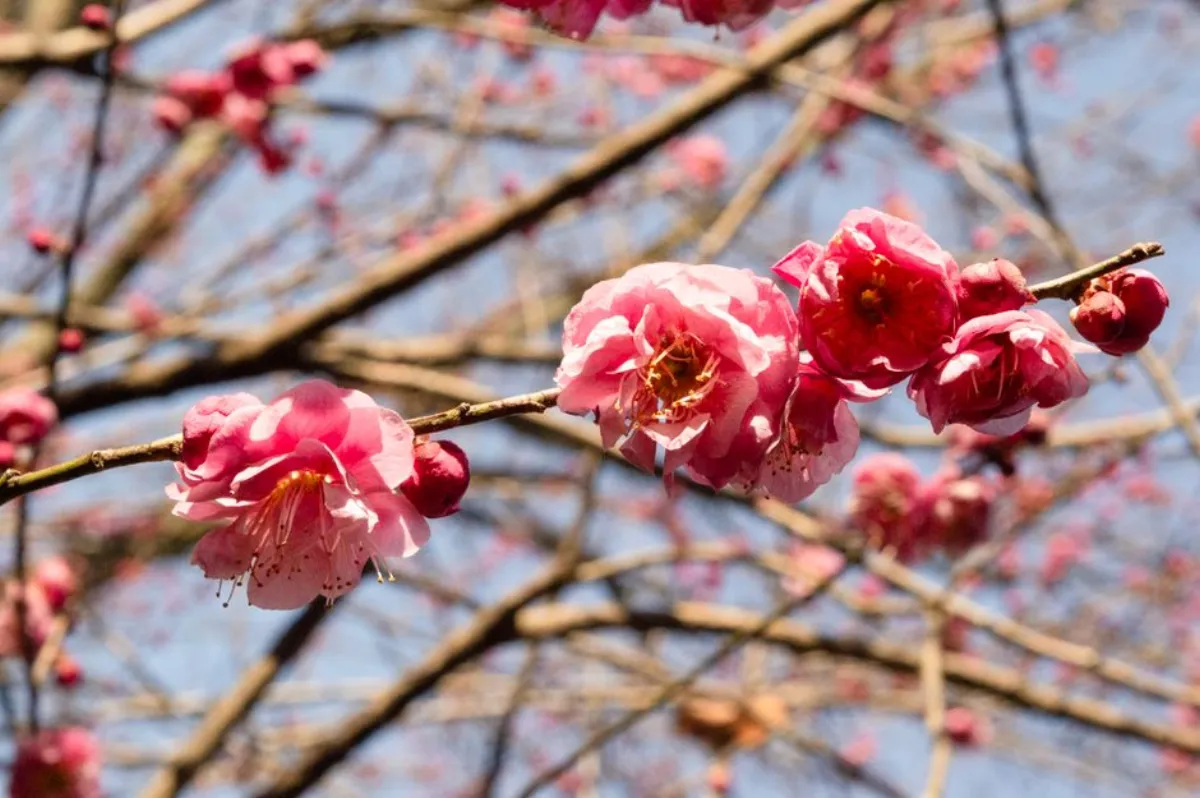 plum blossom